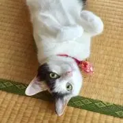 むぎすけの画像