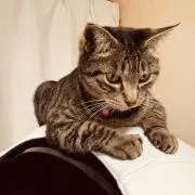 ぴーちの画像