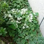 ひよ豆