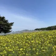 ぬまがて