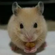 はむこ