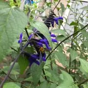 AAA
