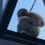 inuUo・ェ・oUの画像