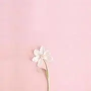 吉田の画像
