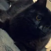ねこちゃんの画像