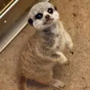 くまもん