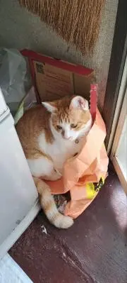 高野豆腐の画像