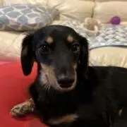 いちご