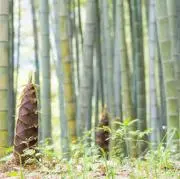 HARUTAKEの画像