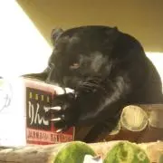 ぽむ