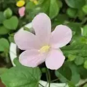 ぶぅの画像