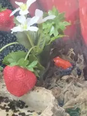 澄の画像