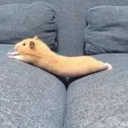 はむたろーの画像