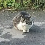 へごやん