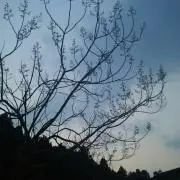 よりこ