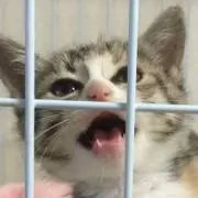 こまちさん