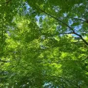 aimiの画像