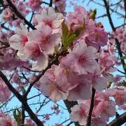 みーもーの画像