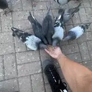 菊