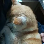 ニッシーの画像