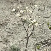 飴の画像