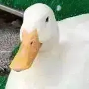 アヒルの画像