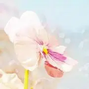 veryvitamin
