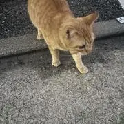 しーほの画像
