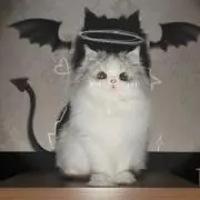 はるの画像