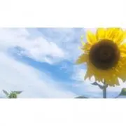 アンリルソー
