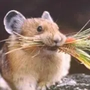 tanukiの画像