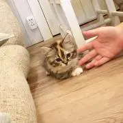 たな
