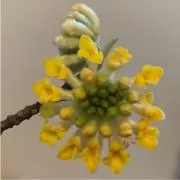 すずきぬの画像