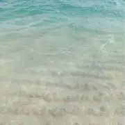 I.Tの画像