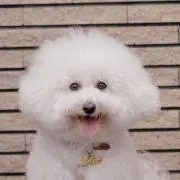 pun