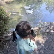 夢花の画像