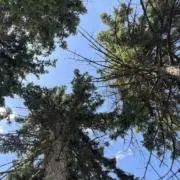 ウー