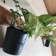 【即購入OK】ほっとけーきの画像