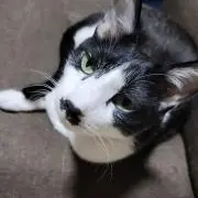 さなてぃー