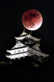 甲羅　値切り即ブロックの画像