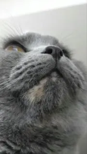 黄昏急行