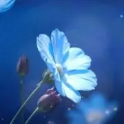 akiの画像