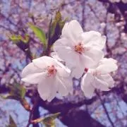 ももの画像