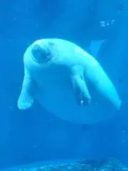 y.の画像