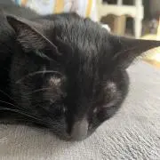 むぎちょんの画像