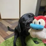 すんの画像