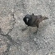 もにゅるとん