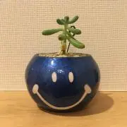 ポポラス★の画像