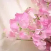 みぃの画像
