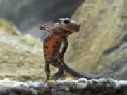sORaの画像